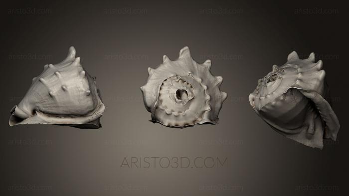 Stones and shells (ROCKS_0032) 3D model for CNC machine
